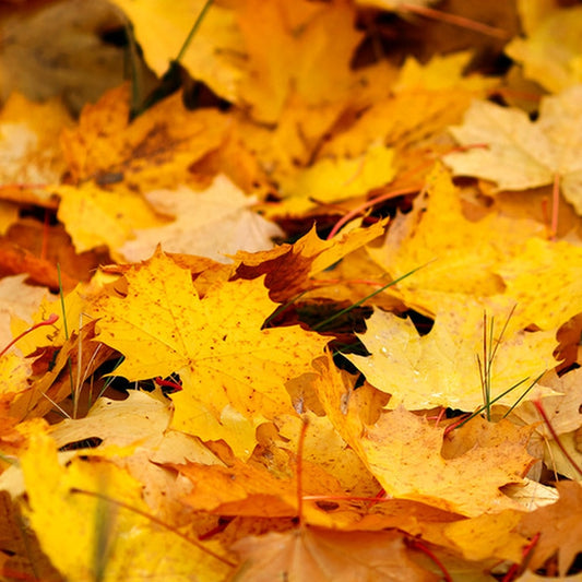 Simple Scents Fallen Leaves Candle Fragrance