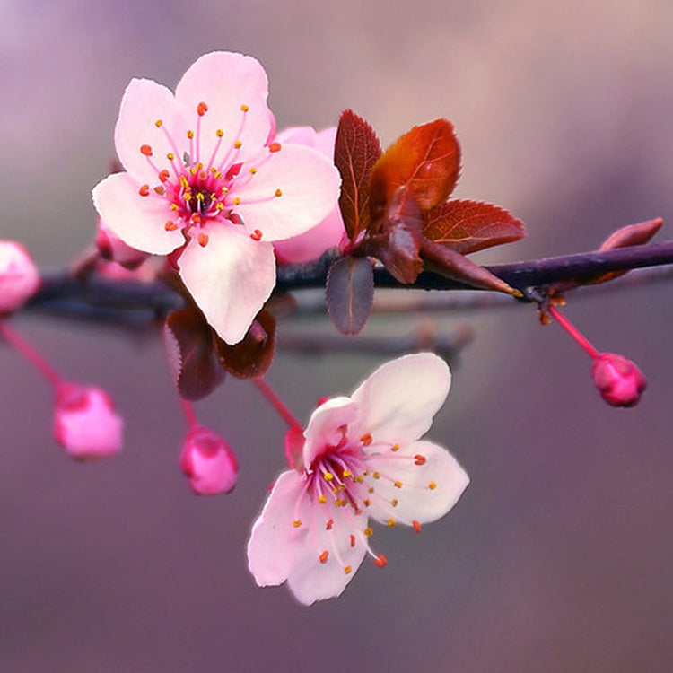 Simple Scents Japanese Cherry Blossom Candle Fragrance