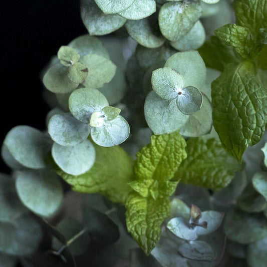 Simple Scents Peppermint and Eucalyptus Candle Fragrance