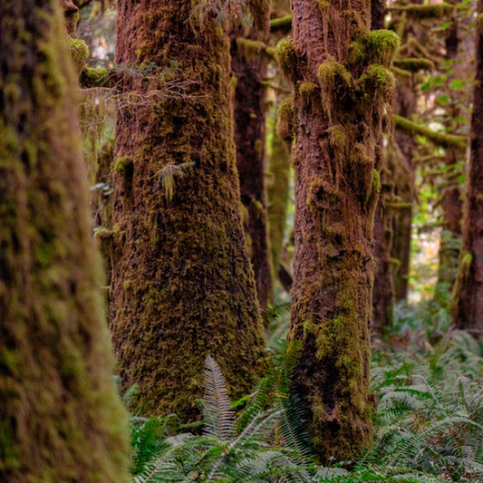 Simple Scents Redwoods and Moss Candle Fragrance