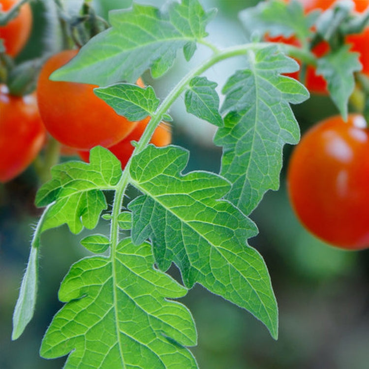 Simple Scents Tomato Leaf Candle Fragrance