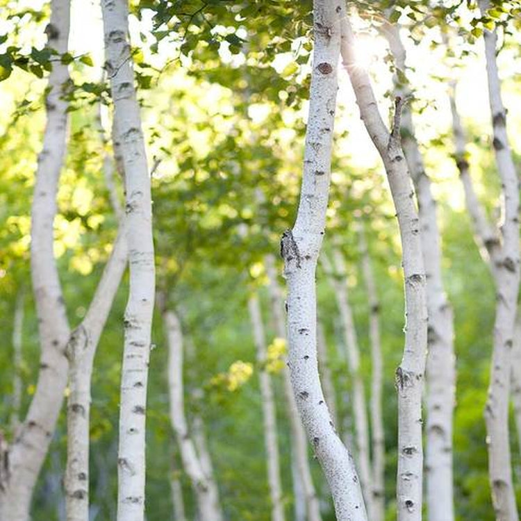 Simple Scents White Birch Candle Fragrance