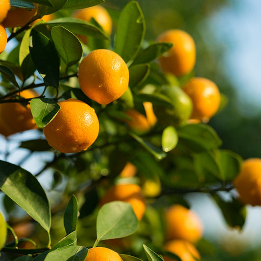 Simple Scents Citrus Sunshine Candle Fragrance