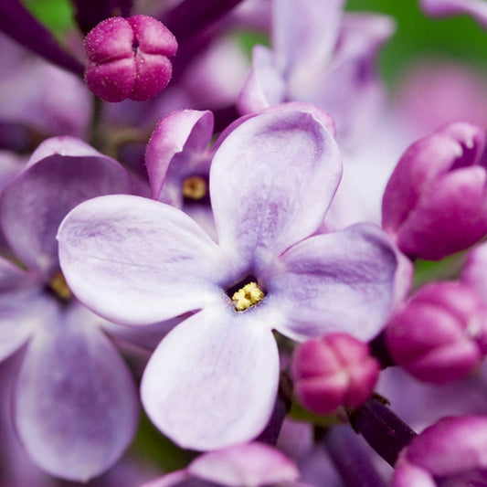 Simple Scents French Lilac Candle Fragrance