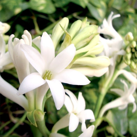 Simple Scents Gardenia Tuberose Candle Fragrance