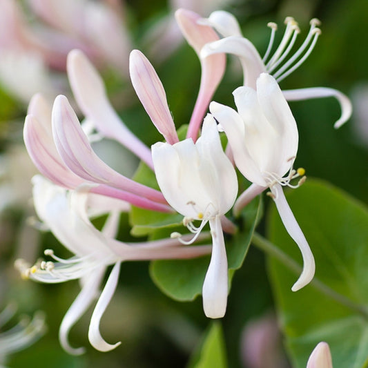 Simple Scents Honeysuckle Jasmine Candle Fragrance