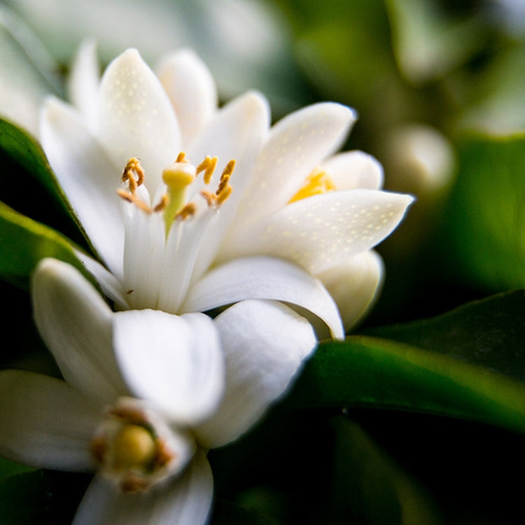 Simple Scents Neroli and White Jasmine Candle Fragrance