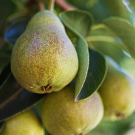 Simple Scents Orchard Pear Candle Fragrance